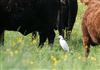 Cattle Egret