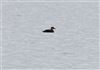 Common Scoter