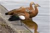 Ruddy Shelduck