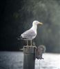 Yellow-legged Gull