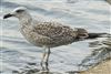 Yellow-legged Gull