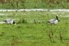 Barnacle Goose