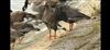 White-fronted Goose