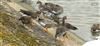 White-fronted Goose