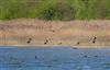 Lapwing