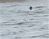 Photo of Slavonian Grebe at Henley Road GPs, Oxfordshire. Taken by Marek Walford on 26th February 2026.