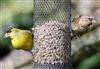 Photo of Siskin at Middle Assendon, Oxfordshire. Taken by Ashley Stow on 15th March 2026.