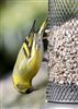 Photo of Siskin at Middle Assendon, Oxfordshire. Taken by Ashley Stow on 15th March 2026.