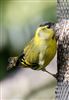 Photo of Siskin at Middle Assendon, Oxfordshire. Taken by Ashley Stow on 15th March 2026.