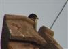 Photo of Peregrine at Henley-on-Thames, Oxfordshire. Taken by Michael Hubbard on 30th May 2026.