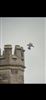 Photo of Peregrine at Henley-on-Thames, Oxfordshire. Taken by Michael Hubbard on 7th June 2026.