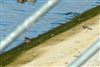 Photo of Turnstone at Farmoor Reservoir: Causeway, Oxfordshire. Taken by Will Scarratt on 30th July 2026.