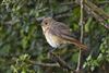 Photo of Redstart at Dunsden Green, Oxfordshire. Taken by Marek Walford on 30th June 2026.