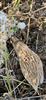 Photo of Quail at Islip: Northfield Farm, Oxfordshire. Taken by David Williams on 13th August 2026.