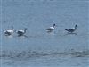 Avocet