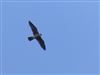 Photo of Hobby at River Hogsmill, Ewell, Surrey. Taken by Andrew Clarke on 27th August 2026.