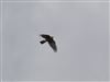 Photo of Sparrowhawk at River Hogsmill, Ewell, Surrey. Taken by Andrew Clarke on 27th August 2026.