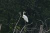 Great White Egret, Rowneys Predator Lake, 25/07/2019
